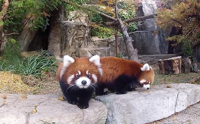 Kalbiniz Dayanmayabilir! Ziyaretçilerle Tanışan Sevimli Yavru Kızıl Pandalar