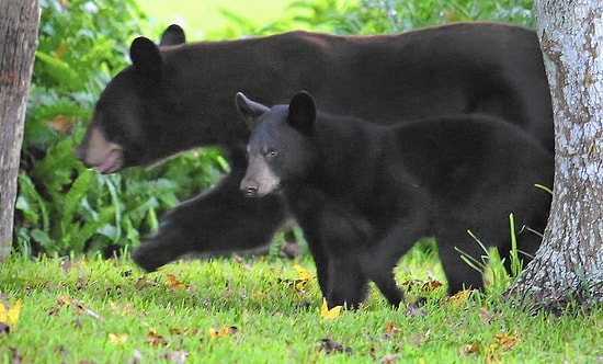 Florida'da 320 Kara Ayı İçin İnfaz Emri