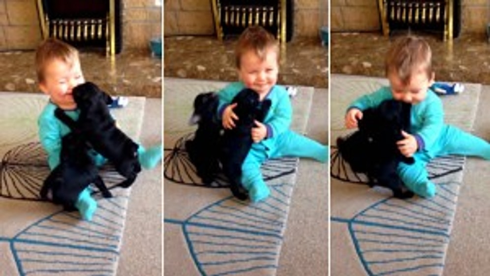 Yavru Pug'ların Öpmesiyle Gülmekten Kendini Alamayan Şeker Bebek