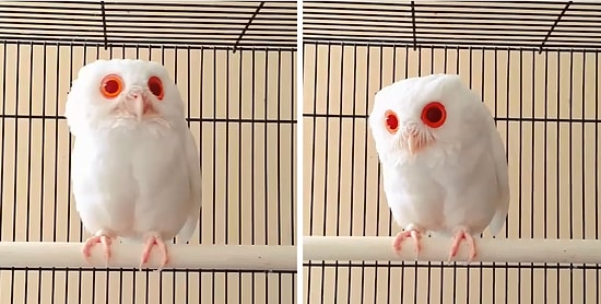 Daha Önce Hiç Albino Baykuş Gördünüz mü?