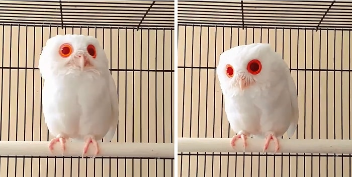 Daha Önce Hiç Albino Baykuş Gördünüz mü?
