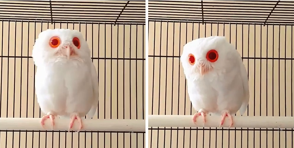 Daha Önce Hiç Albino Baykuş Gördünüz mü?