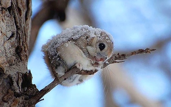 Летучие белки размером с пончик!