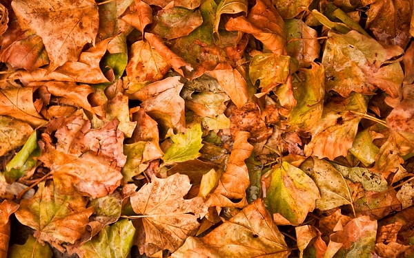 23 Сентября – 2 Октября