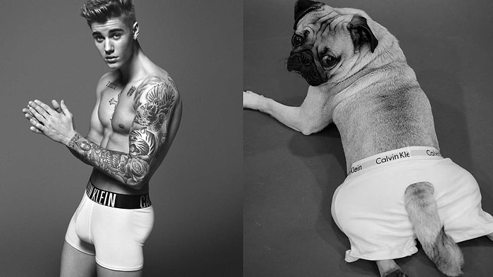 Justin Bieber'ın Instagram Fotoğraflarını Taklit Eden Sevimli Pug