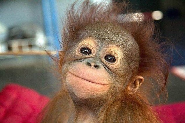 17. MONKEY(MAYMUN)