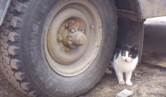 Muhteşem İkili Bulundu! Gerçek Hayatta "Tom ve Jerry"