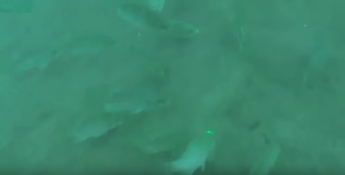 Lazer Işığını Görünce Sadece Kediler Şapşala Dönüyor Sanıyorsanız Yanılıyorsunuz!