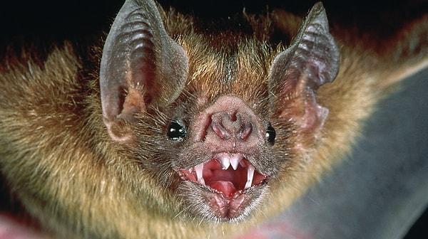 6.Dünyadaki 986 yarasa türünden sadece 3'ü vampir yarasadır ve bunlar Latin Amerika'da yaşar. Vampir yarasalar insanlara saldırmazlar. Kümes hayvanlarını tercih ederler.