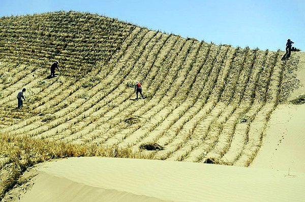 Yeşil Çin Seddi olarak da bilinen "Rüzgar Perdesi Projesi" kapsamında 4500 km uzunluğundaki çölün çevresine 100 milyar ağaç ekilmesi planlanmıştı.
