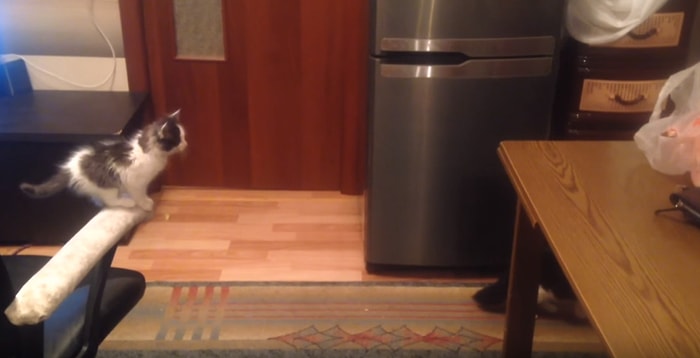 Kaybettiğinde Değil Vazgeçtiğinde Yenilirsin: Masa Üzerine Atlamaya Çalışan Kediden Büyük Ders!