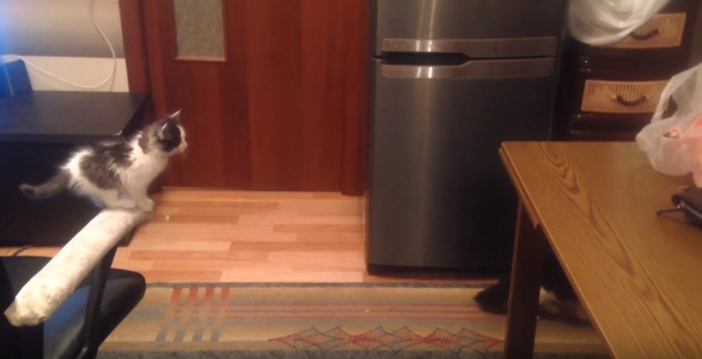 Kaybettiğinde Değil Vazgeçtiğinde Yenilirsin: Masa Üzerine Atlamaya Çalışan Kediden Büyük Ders!