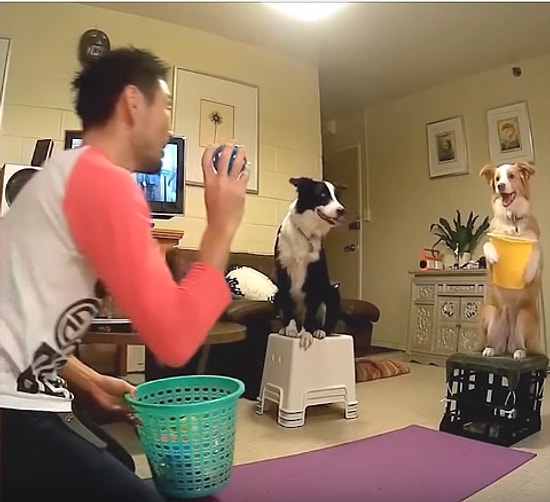 Sahibinin İçine Basket Atması İçin Kova Tutan Sevimli Köpek