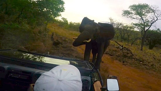 Kovalamanın Ardından Vahşi Yaşam Fotoğrafçılarının Aracına Saldıran Kızgın Fil