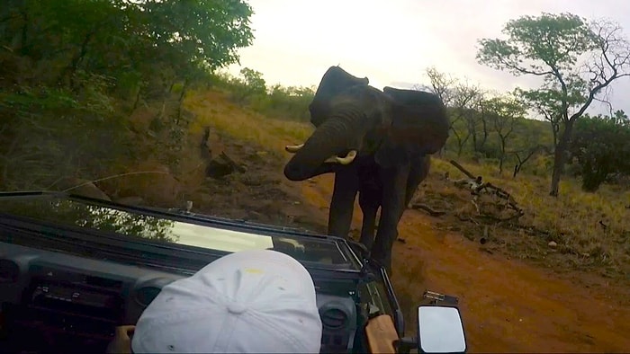 Kovalamanın Ardından Vahşi Yaşam Fotoğrafçılarının Aracına Saldıran Kızgın Fil