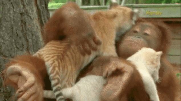 s-6d6afe0ecb9a99007714f95b4fe0bf5bcebc8e81.gif