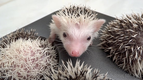 Bunlar Yenir! Kek Kalıbı İçinde Uyuyan Yavru Kirpilerin Sevimli Anları