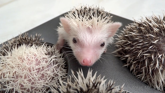 Bunlar Yenir! Kek Kalıbı İçinde Uyuyan Yavru Kirpilerin Sevimli Anları