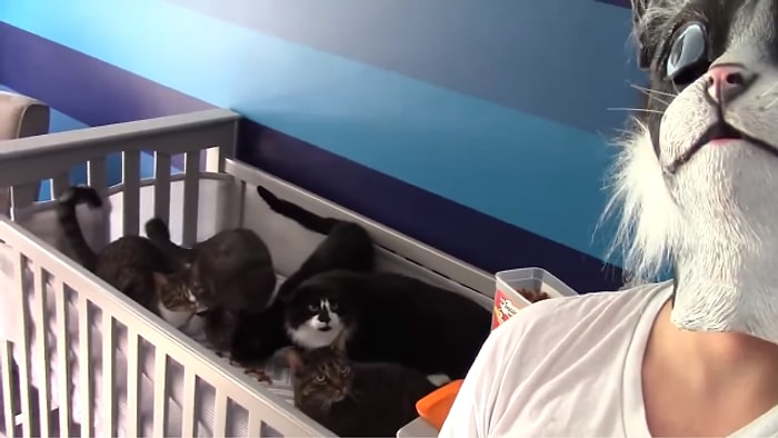 Kedi Maskesi Takan Adamdan Hortlamış Ninelerini Görmüş Gibi Korkan Kediler