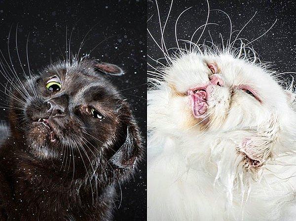 Fotoğraf sanatçısı Carli Davidson'ı silkelenen kedi ve köpek fotoğraflarından ve yavaş çekimlerinden hatırlarsınız.