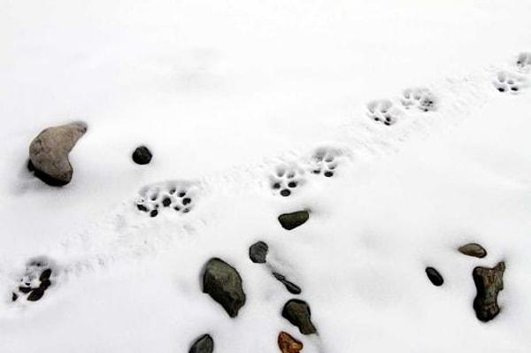 9. Kar yağdığında kedilerin köpeklerin pati izlerini takip etmek....