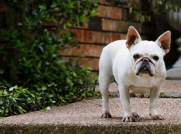 7. Французский бульдог