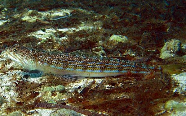6. Mavi çizgili kertenkele balığı (Synodus saurus)
