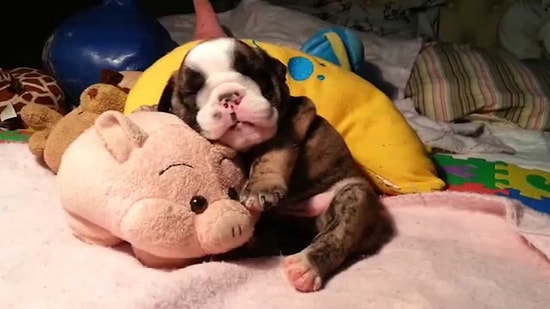 Domuzcuğuna Sarılı Bir Şekilde Horul Horul Uyuyan Yavru Bulldog