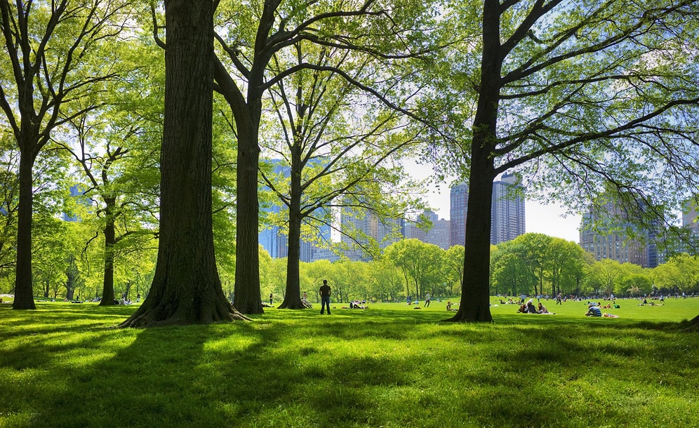 Bir Politikacı New York'da Bulunan 200 Ağaca E-posta Adresleri Açacak