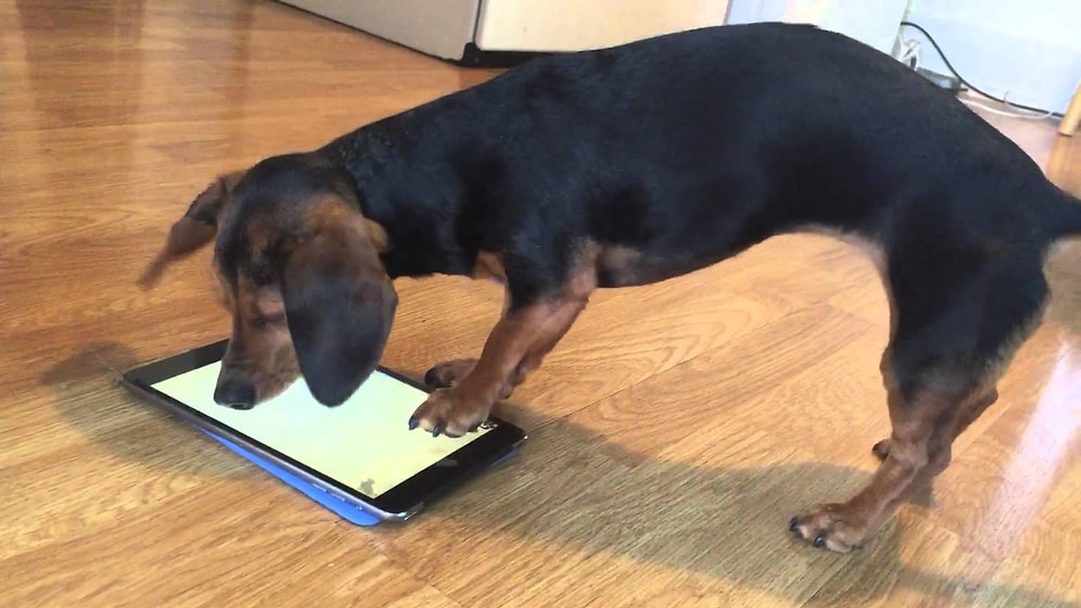 Minik Patileriyle Tablette Oyun Oynamaya Çalışan Köpek