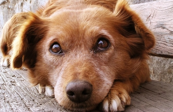 14. "Eğer aç ve kimsesiz bir köpeği alıp bakar ve rahata kavuşturursanız sizi ısırmaz. İnsan ve köpek arasındaki temel fark budur."