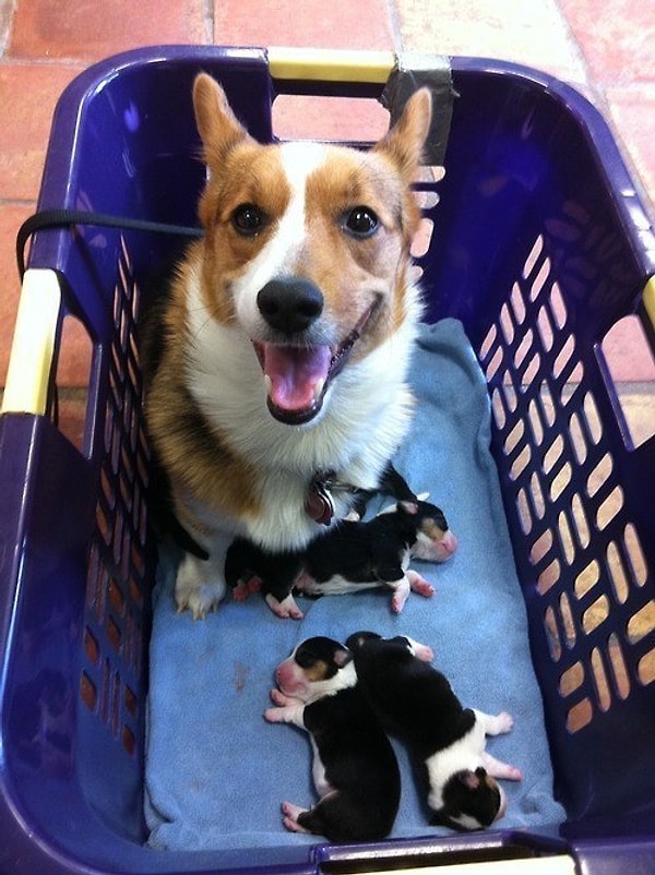 В таком случае тебе нужен мощный заряд милоты, чтобы как следует взбодриться, и наш сайт, полный всяких милостей – самый простой способ получить этот заряд.