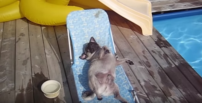 'Köpek mi Kedi mi Daha İyi Dosttur?' Tartışmasına Son: En İyisi Pug!