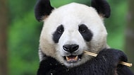 Pandaların Neslinin Neden Tehlikede Olduğunu Açıklayan 18 Gif
