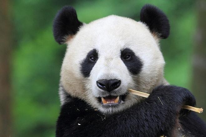 Pandaların Neslinin Neden Tehlikede Olduğunu Açıklayan 18 Gif