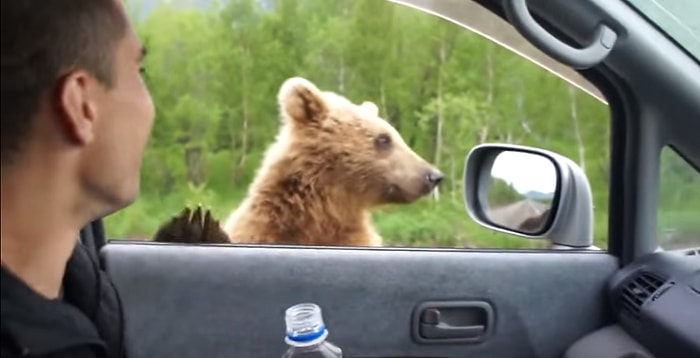 Rusya'ya Gitmek İçin 1 Neden: Her An Karşılaşabileceğiniz Birbirinden Dost Canlısı 'Ayılar'