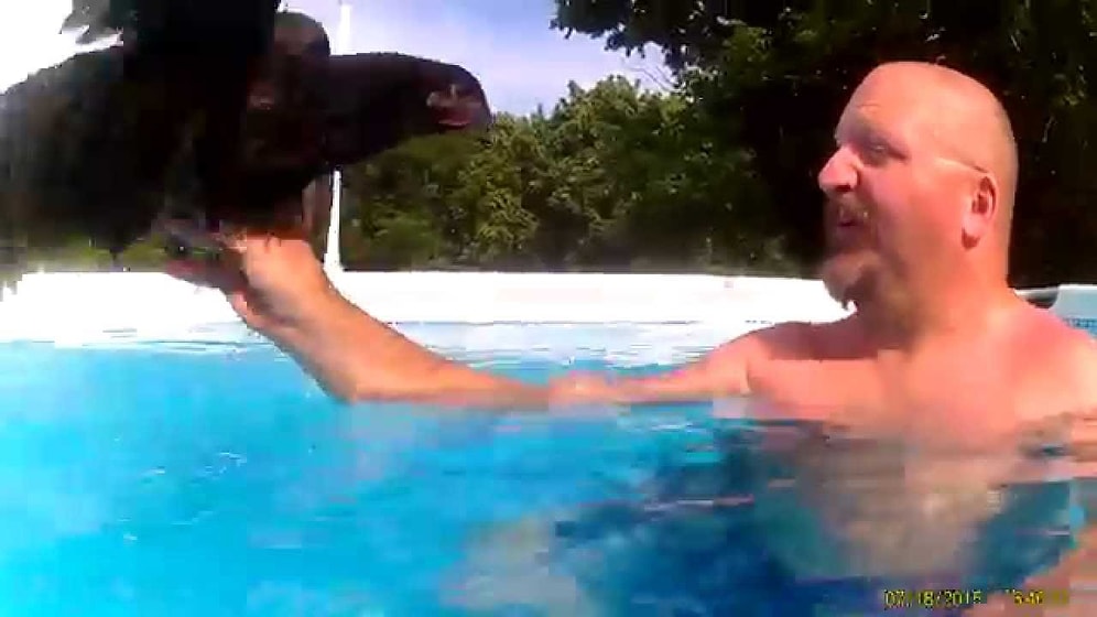 Tavuklar Suda Yüzebilir mi, Yüzemez mi?