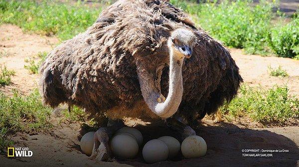 1. Tüm dişi devekuşları yumurtalarını eşiyle beraber tüm yumurtalara göz kulak olacak dominant olan dişinin yuvasına bırakır.