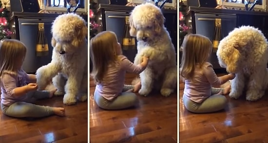 Sımsıcak Dostluk: Köpeğine Pati Vermesini Öğreten Büyümüş de Küçülmüş Kız