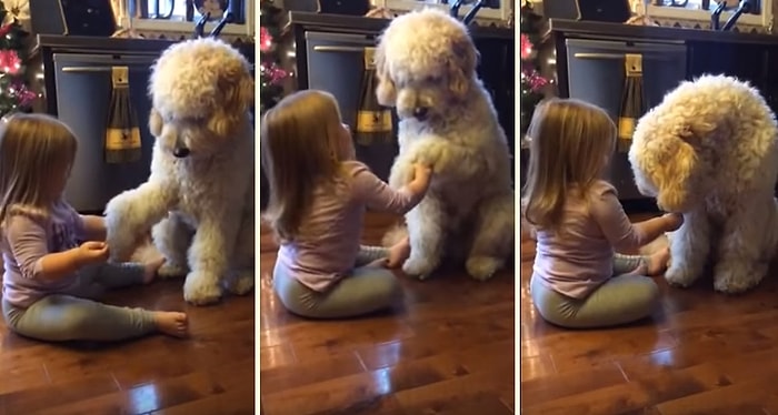 Sımsıcak Dostluk: Köpeğine Pati Vermesini Öğreten Büyümüş de Küçülmüş Kız