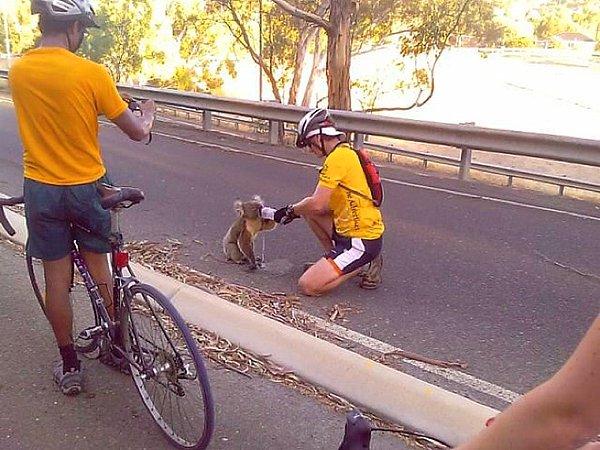 1. Bisikletli grubun susamış bir koalaya su içirdiği anlar,