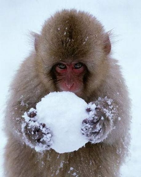 Малыш словно рассчитывает силу удара :) Настоящий боец!