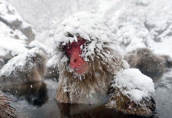 В стае обезьян существует строгая иерархия.