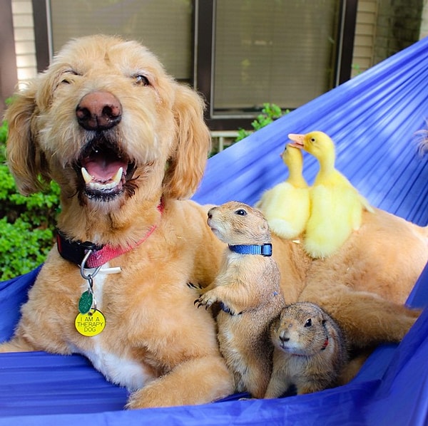 2. Компания из луговых собачек, утят и добродушного пса.