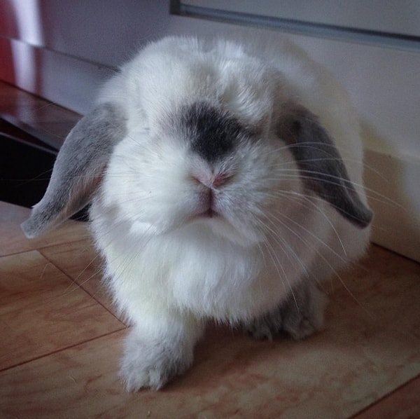 9. Сэр Винстон.