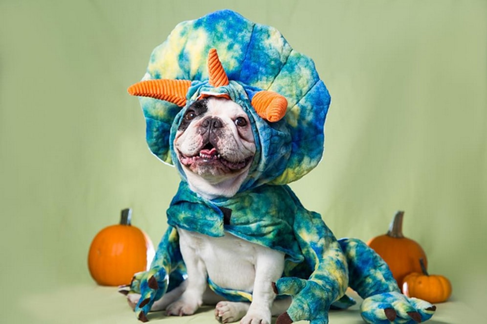 21 фото милых животных, способных поднять настроение на весь день