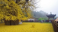 1400 Yıllık Ginkgo Ağacının Budist Tapınağında Oluşturduğu Sarı Deniz