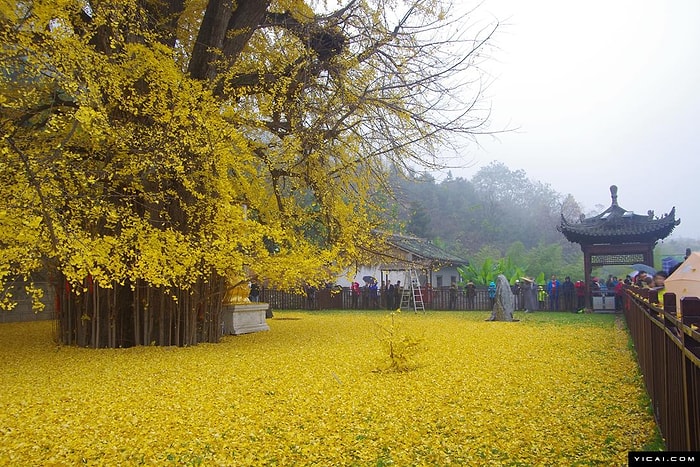 1400 Yıllık Ginkgo Ağacının Budist Tapınağında Oluşturduğu Sarı Deniz