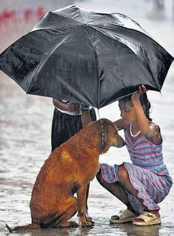 5. Yağmurda üşüdüğü çok belli bu köpeği gören çocuklar hemen yardımına koşmuş.