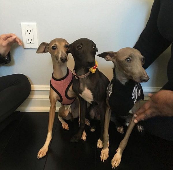 3. Ведь у тебя три собаки. Что насчет остальных двух?